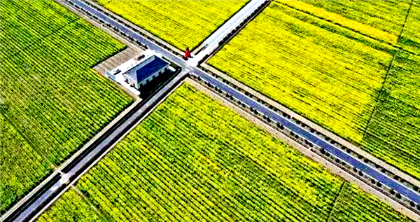 科技助农 科技助农