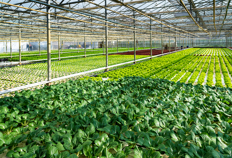 种植养殖在乡村振兴中发挥的重要作用 种植养殖在乡村振兴中发挥的重要作用