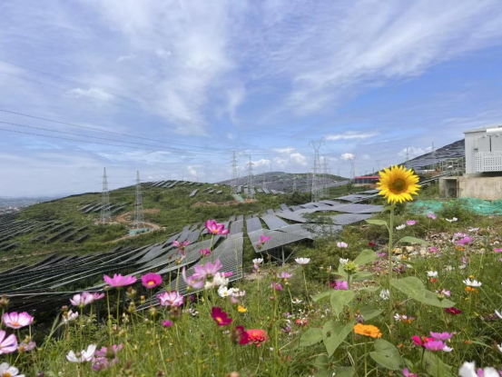 绿色光电“照亮”乡村致富路