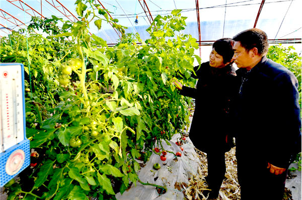 科技升级助农增收 科技升级助农增收