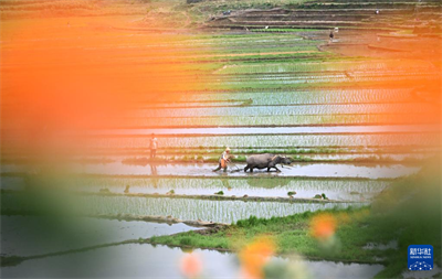   立夏农事忙【13】