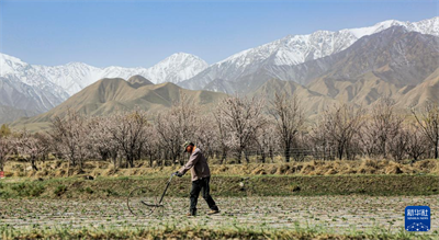  立夏农事忙【11】