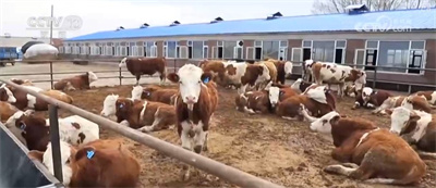 构建现代饲草产业 做好饲料“文章” 更好保障国家粮食安全与重要农产品供给