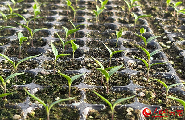 LOCAL1769392710783HVKKJDAO5Y LOCAL1769392710783HVKKJDAO5Y